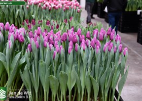 Tulipa San Luiz ® (1)